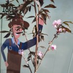 Sakura ozdobná (Prunus serrulata) ´ROYAL BURGUNDY´ - výška 250-270 cm, obvod kmeňa: 4/6 cm, kont. C7.5L - NA KMIENKU